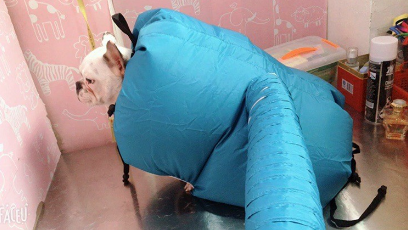 Caja de Secado para Mascotas, Secadora y Bolsa de Secado